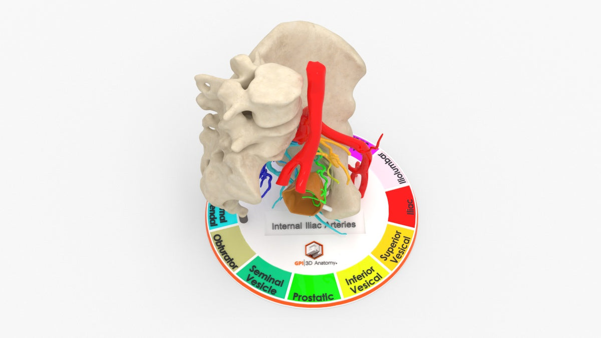 Internal Ilium Rotation Internal Iliac Arteries - Male, 81 Years – GPI 3D Anatomy
