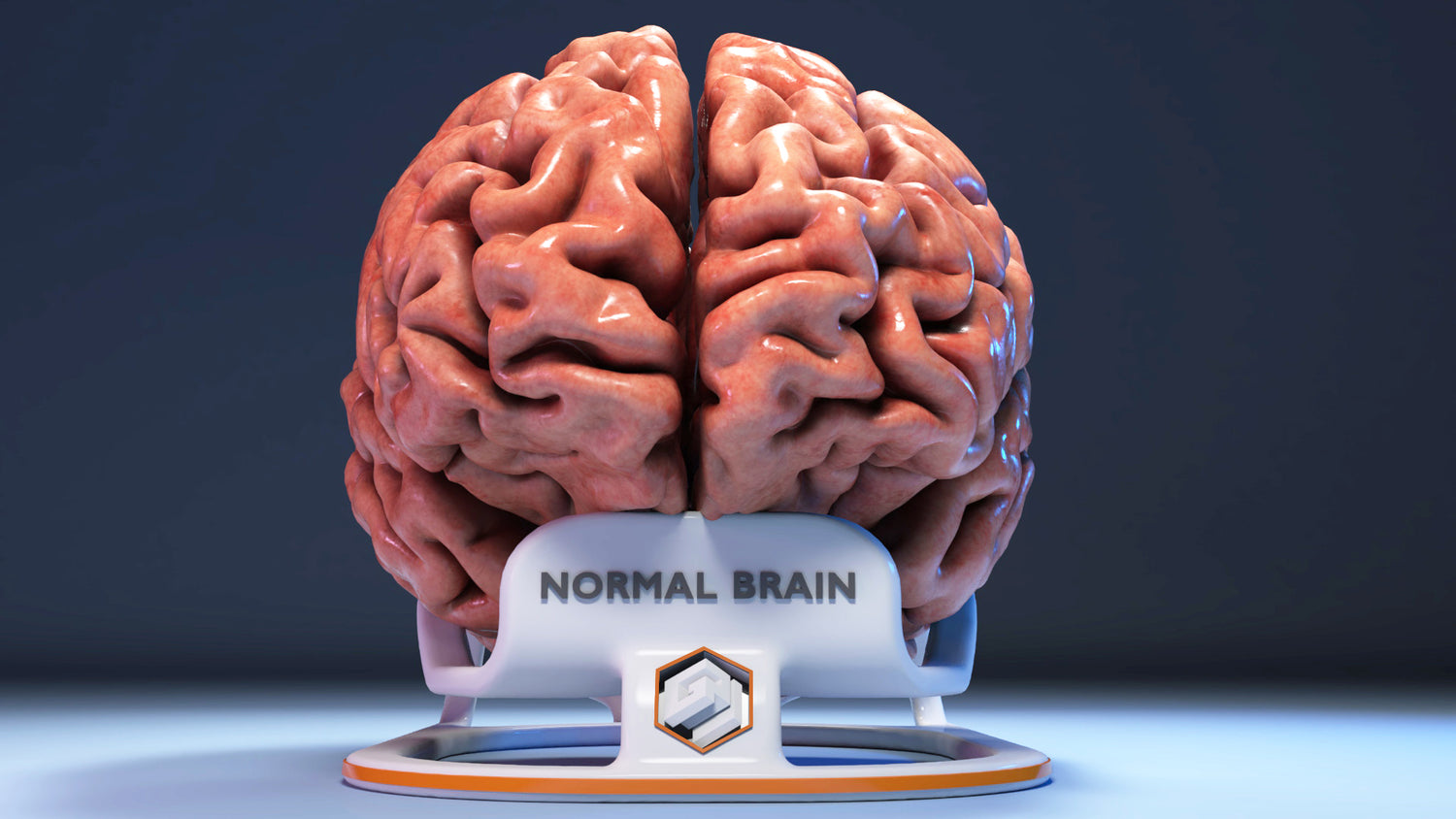 Custom 3D Anatomy Models | Adult Brain | Cerebellum | Cerebrum ...