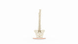Normal Spine