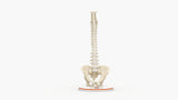 Normal Spine