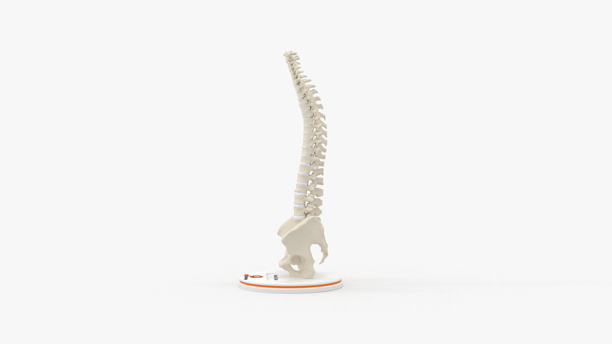Normal Spine
