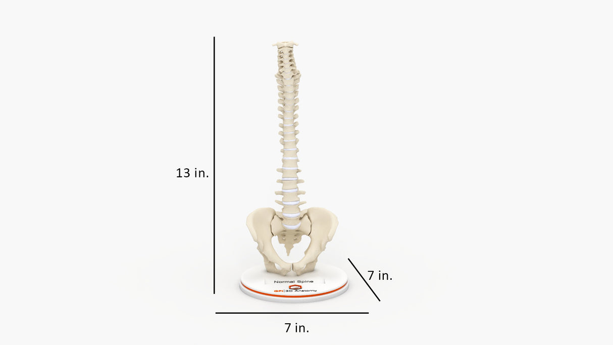 Normal Spine