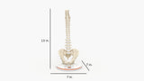 Normal Spine