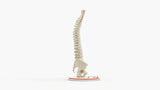 Normal Spine