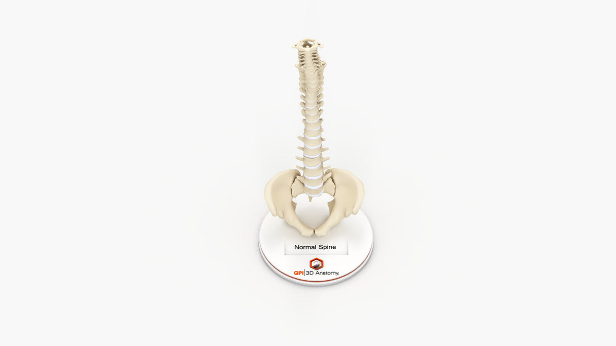 Normal Spine