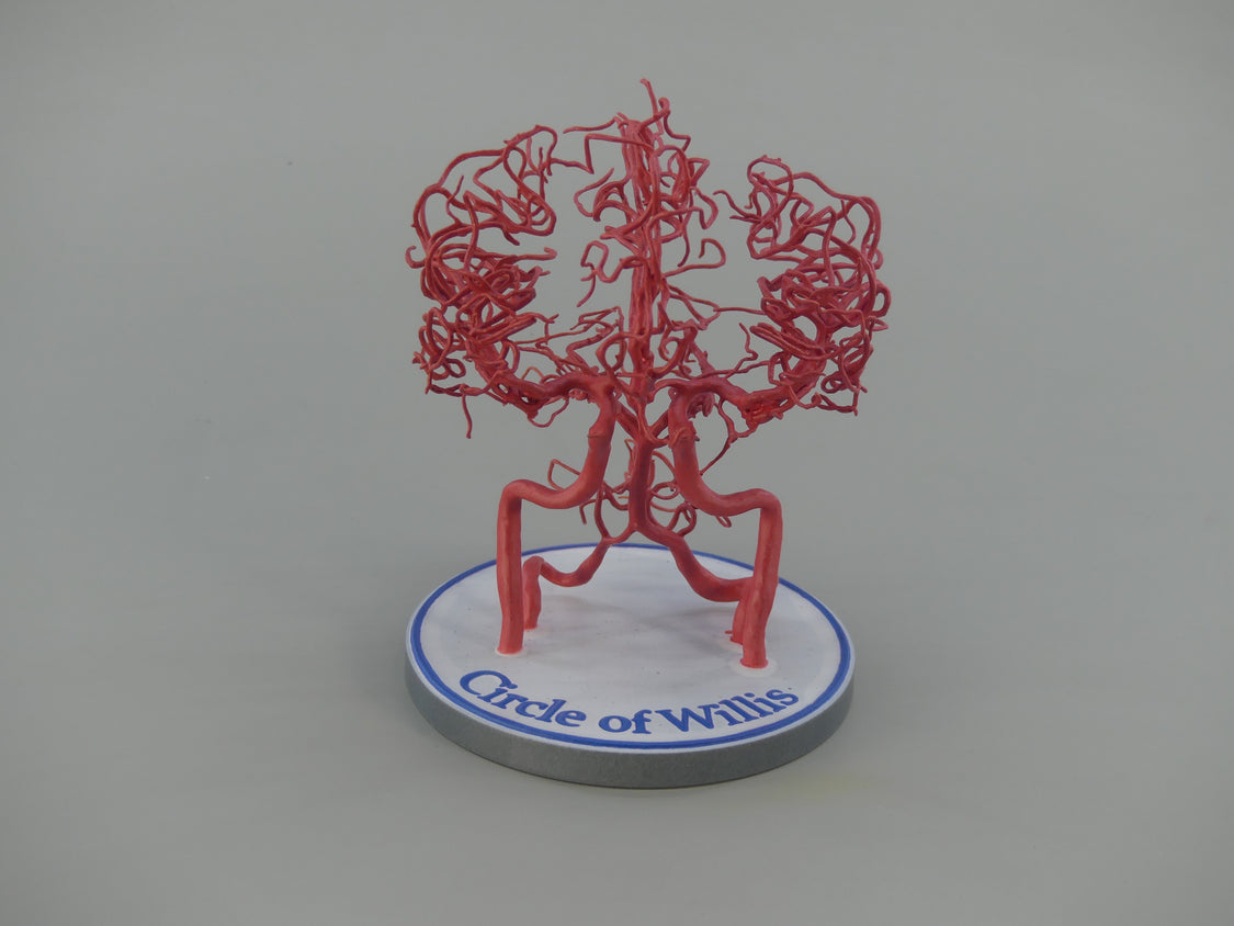 Custom 3D Anatomy Models | Circle of Willis | Brain – GPI 3D Anatomy