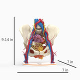 Pelvic Hernia – Female, 48 Years