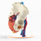 Pelvic Hernia – Female, 48 Years