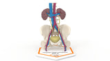 Persistent Fetal Lobulation