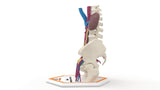 Persistent Fetal Lobulation