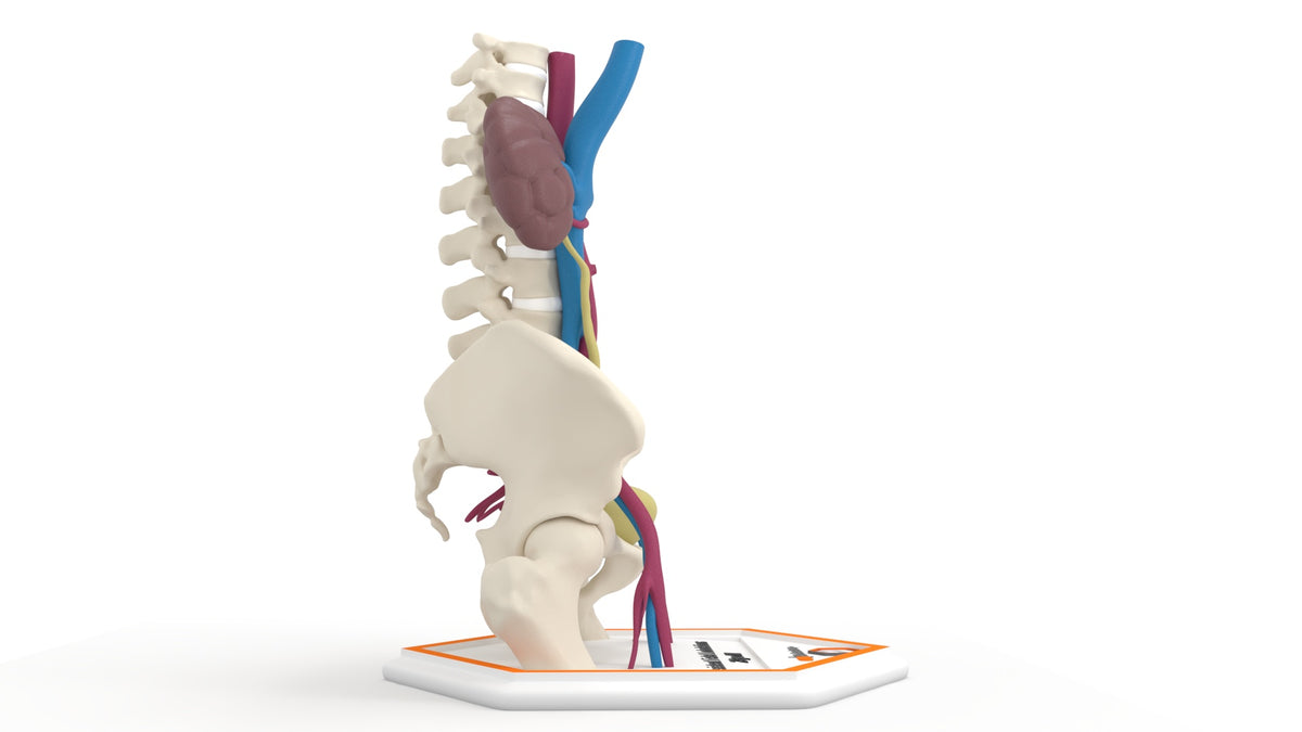 Persistent Fetal Lobulation