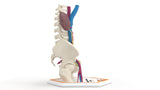 Persistent Fetal Lobulation