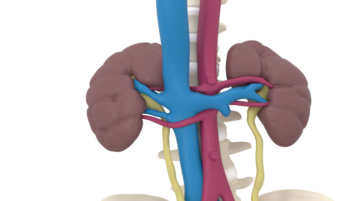 Persistent Fetal Lobulation