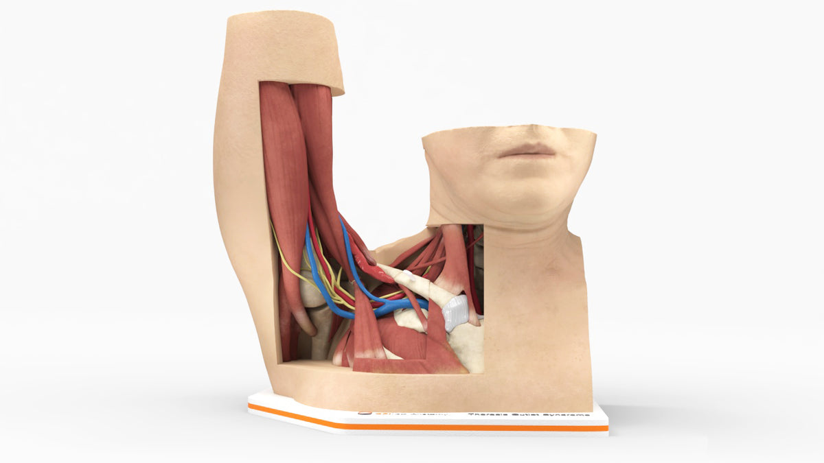 Custom 3D Anatomy Models | Thoracic Outlet Syndrome (TOS) | Thoracic ...