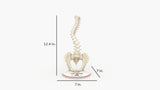 Scoliosis Type-1 Idiopathic 5