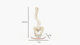 Scoliosis Type-1 Idiopathic 7