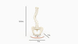 Scoliosis Type-1 Idiopathic 8