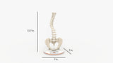 Scoliosis Type-2 Model 9