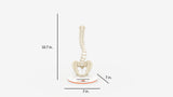 Scoliosis Type-6 Model 1