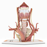 Zenker's Diverticulum (Pharyngoesophageal Diverticulum)