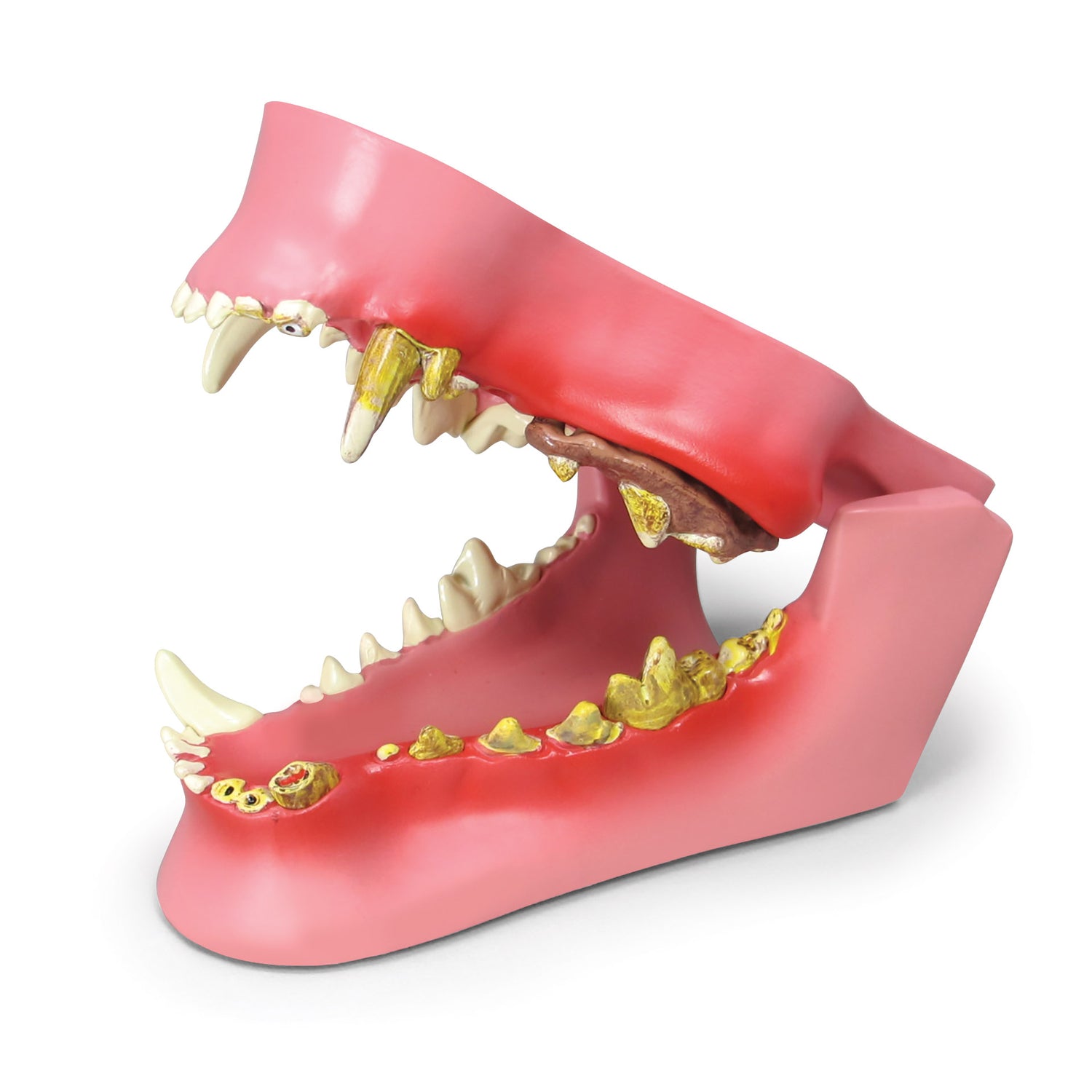 Canine Jaw Model with Teeth – GPI 3D Anatomy